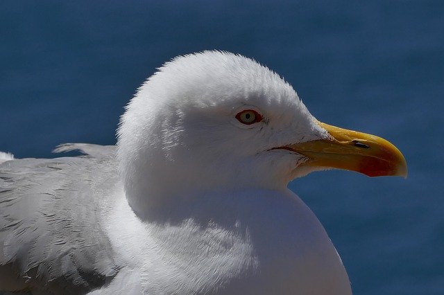 ດາວ​ໂຫຼດ​ຟຣີ Seagull Portugal Bird - ຮູບ​ພາບ​ຟຣີ​ຫຼື​ຮູບ​ພາບ​ທີ່​ຈະ​ໄດ້​ຮັບ​ການ​ແກ້​ໄຂ​ກັບ GIMP ອອນ​ໄລ​ນ​໌​ບັນ​ນາ​ທິ​ການ​ຮູບ​ພາບ​