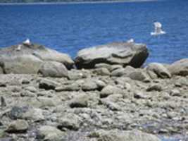 Free download Seagulls at the Calf Pasture Beach free photo or picture to be edited with GIMP online image editor