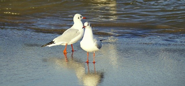 Téléchargement gratuit du modèle photo gratuit Seagulls Beach Coast à éditer avec l'éditeur d'images en ligne GIMP