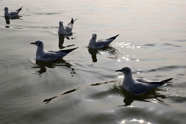 ດາວ​ໂຫຼດ​ຟຣີ Seagulls Bird Sea - ແມ່​ແບບ​ຮູບ​ພາບ​ຟຣີ​ທີ່​ຈະ​ໄດ້​ຮັບ​ການ​ແກ້​ໄຂ​ກັບ GIMP ອອນ​ໄລ​ນ​໌​ບັນ​ນາ​ທິ​ການ​ຮູບ​ພາບ​