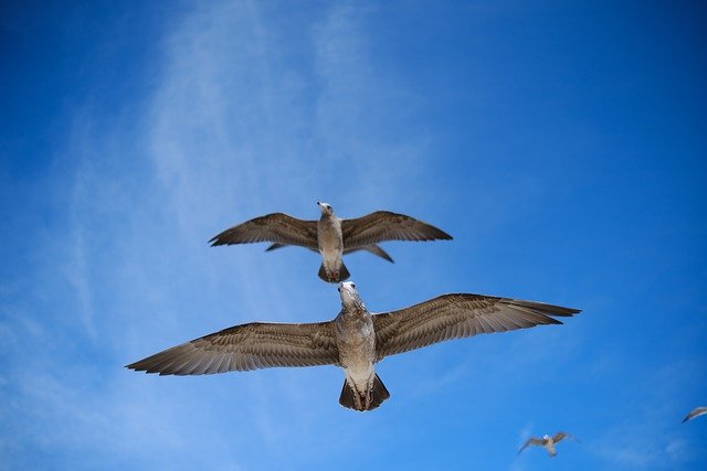 Free download seagulls birds wings flight avian free picture to be edited with GIMP free online image editor