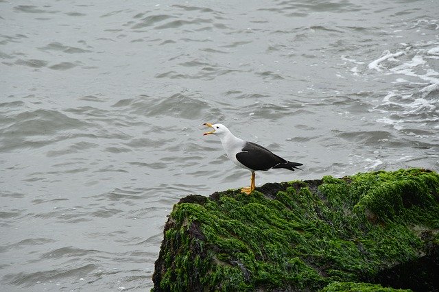 ดาวน์โหลดฟรี Sea Lima Nature - ภาพถ่ายหรือรูปภาพฟรีที่จะแก้ไขด้วยโปรแกรมแก้ไขรูปภาพออนไลน์ GIMP