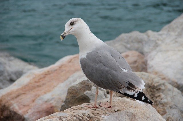 無料画像SeaSeagullRocks-OffiDocsによるGIMP無料画像エディタで編集