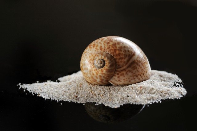 Free download sea snail snail sand shell casing free picture to be edited with GIMP free online image editor