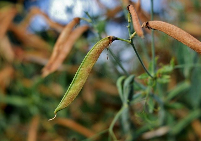 تنزيل مجاني لـ Seedpods Lathyrus Plant - صورة أو صورة مجانية لتحريرها باستخدام محرر الصور عبر الإنترنت GIMP