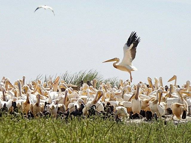 ดาวน์โหลดฟรี Senegal Pelicans Sanctuary - ภาพถ่ายหรือรูปภาพฟรีที่จะแก้ไขด้วยโปรแกรมแก้ไขรูปภาพออนไลน์ GIMP