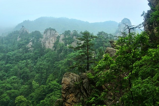 Free download seorak mountain tree gangwon do free picture to be edited with GIMP free online image editor