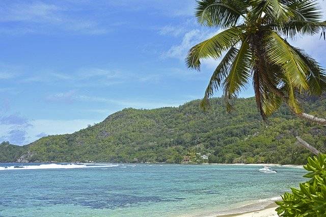 Unduh gratis Seychelles Praslin Palm Trees - foto atau gambar gratis untuk diedit dengan editor gambar online GIMP