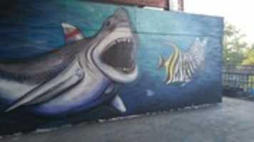 Free download shark graffiti free photo or picture to be edited with GIMP online image editor