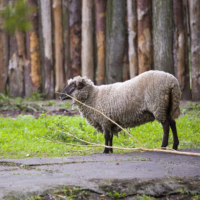 Free download sheep mammal mountain wool male free picture to be edited with GIMP free online image editor