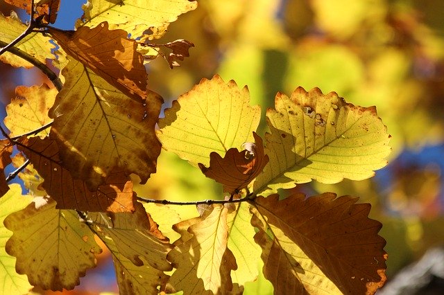 Free download sheet yellow leaves autumn nature free picture to be edited with GIMP free online image editor