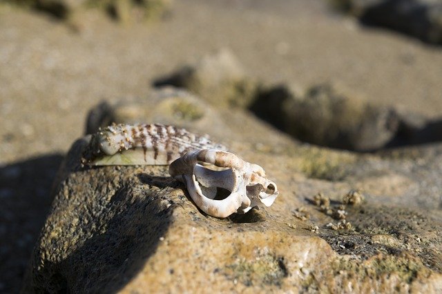 Kostenloser Download Shells Shell Beach - kostenloses Foto oder Bild zur Bearbeitung mit dem Online-Bildeditor GIMP