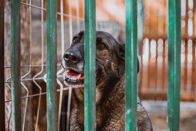 Free download shelter closed gratings animals free picture to be edited with GIMP free online image editor