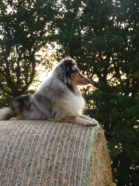 Free download sheltie dog domestic animal free picture to be edited with GIMP free online image editor