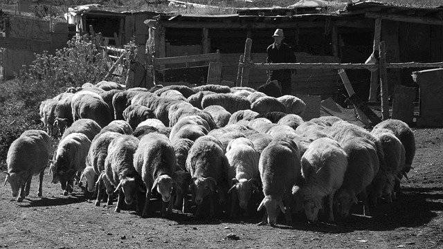 Muat turun percuma ShepherdS Morning Travel - foto atau gambar percuma percuma untuk diedit dengan editor imej dalam talian GIMP