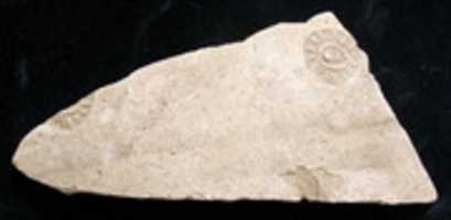 Free download Sherd free photo or picture to be edited with GIMP online image editor