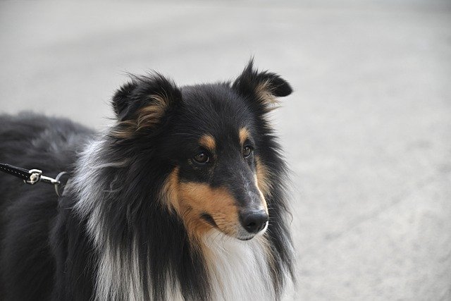 Free download shetland sheepdog sheltie dog pet free picture to be edited with GIMP free online image editor