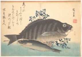 Free download Shimadai and Ainame Fish, from the series Uozukushi (Every Variety of Fish) free photo or picture to be edited with GIMP online image editor