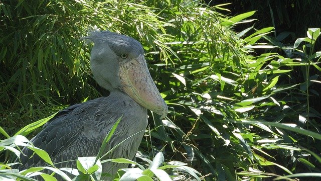 Muat turun percuma Shoebill Balaeniceps Rex African - foto atau gambar percuma untuk diedit dengan editor imej dalam talian GIMP