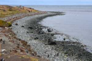 Free download Shoreline of Magdalena Island, Chile free photo or picture to be edited with GIMP online image editor