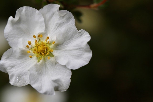 Free download shrubby cinquefoil white flower free picture to be edited with GIMP free online image editor