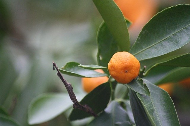 Free download shrub mandarins botanical garden free picture to be edited with GIMP free online image editor