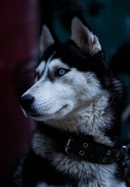 Laden Sie das kostenlose Tierbild „Siberian Husky“ kostenlos herunter und bearbeiten Sie es mit dem kostenlosen Online-Bildeditor GIMP