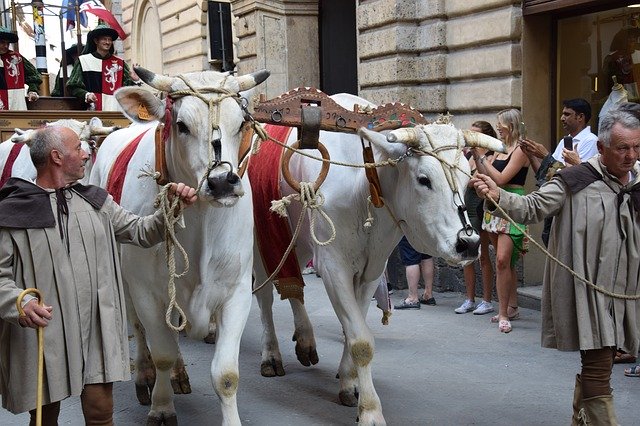 Free download siena ox chianina italy palio free picture to be edited with GIMP free online image editor