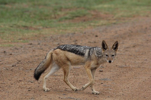 Tải xuống miễn phí Silver Backed Jackal - ảnh hoặc ảnh miễn phí được chỉnh sửa bằng trình chỉnh sửa ảnh trực tuyến GIMP