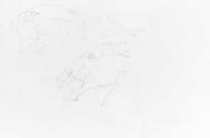 Free download Sketches of Two Animal Skulls free photo or picture to be edited with GIMP online image editor