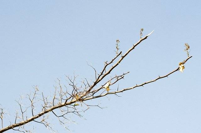 Безкоштовно завантажте Sky Branch Nature - безкоштовну фотографію чи зображення для редагування за допомогою онлайн-редактора зображень GIMP