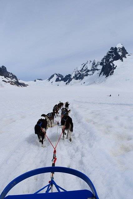 무료 다운로드 Sled Dogs Huskies - 무료 사진 또는 김프 온라인 이미지 편집기로 편집할 수 있는 사진