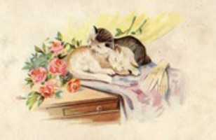 Free download Sleeping Cats (1902) free photo or picture to be edited with GIMP online image editor