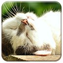 Sleeping Kitten  screen for extension Chrome web store in OffiDocs Chromium