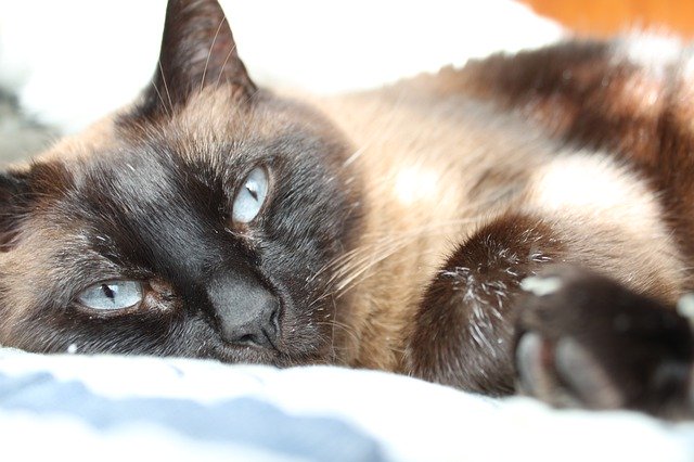 免费下载暹罗瞌睡猫 - 使用 GIMP 在线图像编辑器编辑免费照片或图片