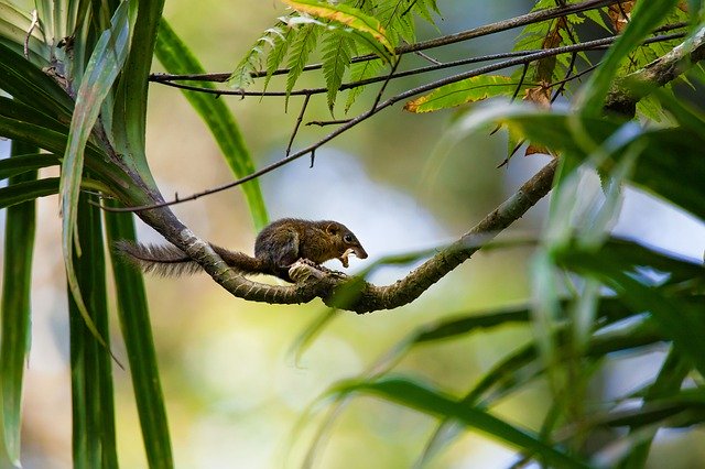 Téléchargement gratuit de petits animaux forêt tropicale mon image gratuite de contenu à éditer avec l'éditeur d'images en ligne gratuit GIMP