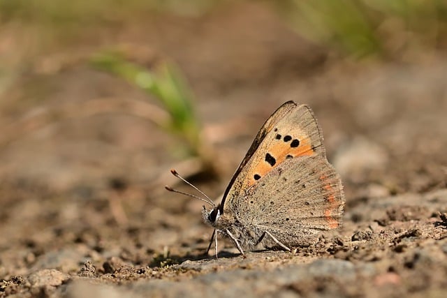 Téléchargement gratuit d'une image gratuite de petit papillon de feu à modifier avec l'éditeur d'images en ligne gratuit GIMP