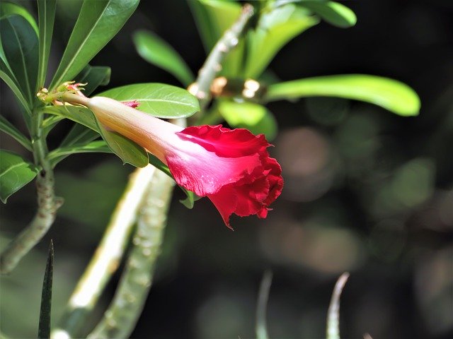 تنزيل Small Red Flower Blossom Young مجانًا - صورة مجانية أو صورة يتم تحريرها باستخدام محرر الصور عبر الإنترنت GIMP