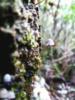 Free download small violet mushroom in tree free photo or picture to be edited with GIMP online image editor