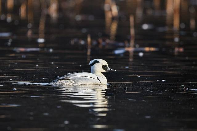 Muat turun percuma gambar percuma itik burung haiwan kolam smew untuk diedit dengan editor imej dalam talian percuma GIMP