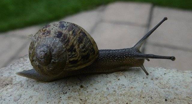 Descarga gratuita Snail Animal Shell: foto o imagen gratuita para editar con el editor de imágenes en línea GIMP