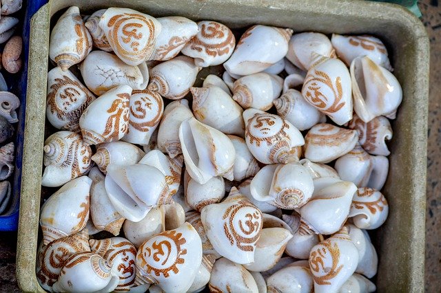 Free download snail shell india gujarat free picture to be edited with GIMP free online image editor