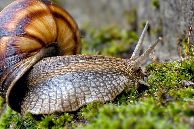 Free download snail shell invertebrate clam free picture to be edited with GIMP free online image editor