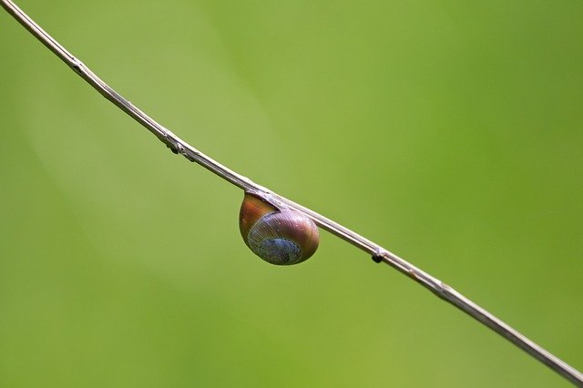 Free download snail shell mollusc background free picture to be edited with GIMP free online image editor