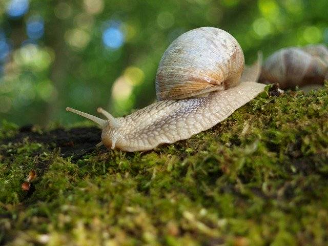 Descarga gratuita Snail Shell Nature: foto o imagen gratuita para editar con el editor de imágenes en línea GIMP