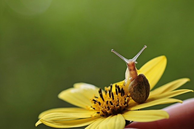 Free download snail va jay jay flower blossom free picture to be edited with GIMP free online image editor