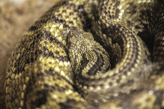 Free download snake amazons rattlesnake free picture to be edited with GIMP free online image editor