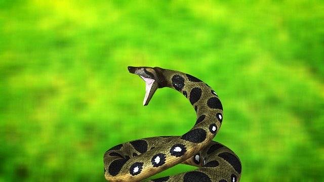 Kostenloser Download Snake Anaconda Reptile - kostenlose Illustration, die mit dem kostenlosen Online-Bildeditor GIMP bearbeitet werden kann