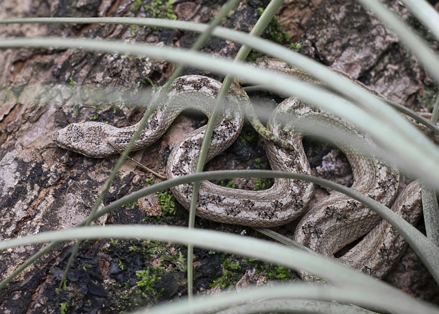 Free download snake reptile wildlife animal wild free picture to be edited with GIMP free online image editor