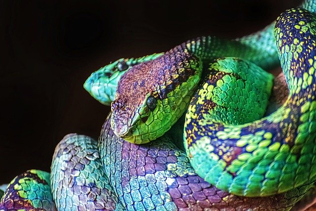 Free download snake viper reptile wildlife free picture to be edited with GIMP free online image editor